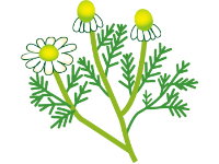 Chamomile Flower Extract